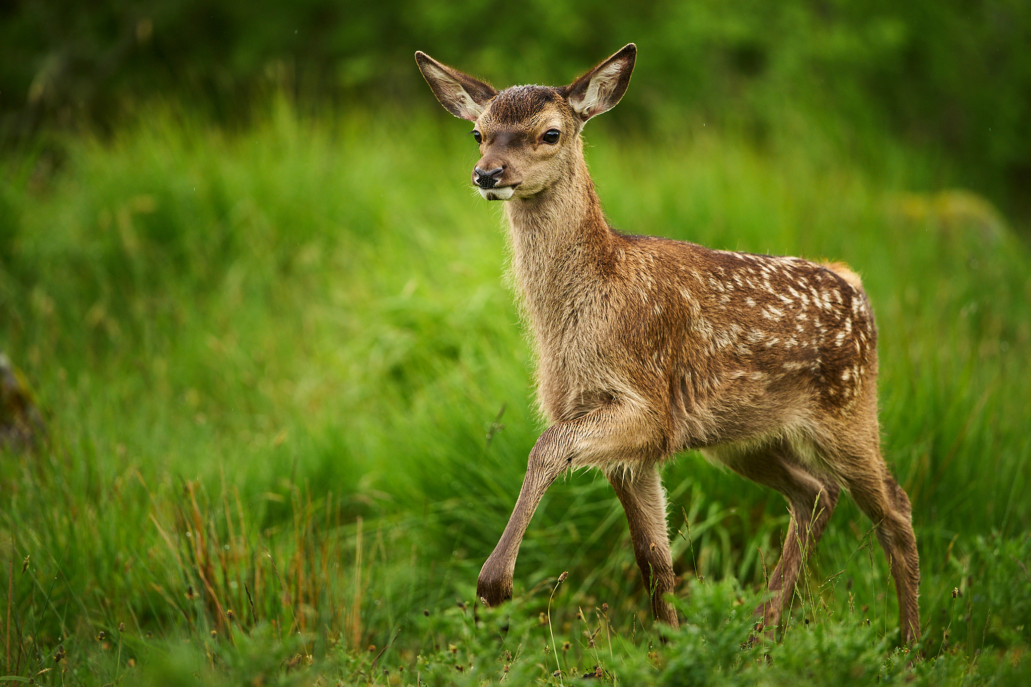 11 day old Red Deer Fawn